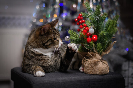 A wonderful cat is having a great Christmas