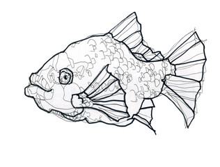 Fish depicted with lines. Pisces as a zodiac sign.