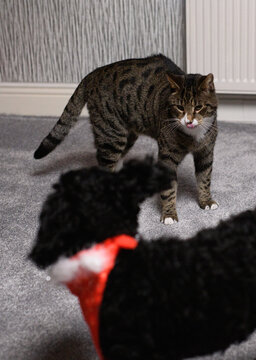 Cat playing with a little black fluffy dog