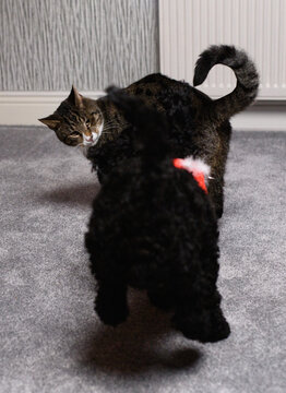 Cat playing with a little black fluffy dog