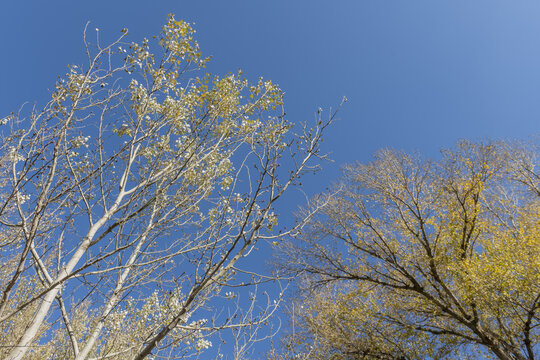 A low-angle image of trees with deciduous leaves