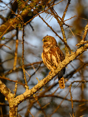 Pearl-spotted Owlet on tree branch at sunset in Ecuador