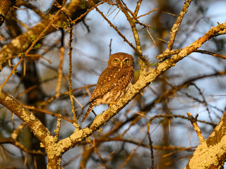 Pearl-spotted Owlet on tree branch at sunset in Ecuador