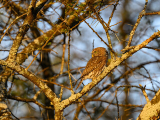 Pearl-spotted Owlet on tree branch at sunset in Ecuador