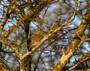 Pearl-spotted Owlet on tree branch at sunset in Ecuador