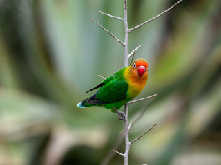 Fischer's Lovebird closeup portrait on tree branch