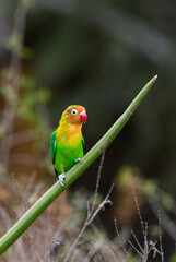 Fischer's Lovebird closeup portrait on cactus stem