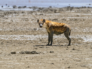 Spotted Hyena standing in Tanzania's plains