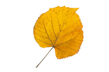 Yellow linden tree leaf isolated transparent png. Autumn season flying lime-tree heart shaped...