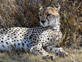 Young cheetah closeup portrait in savannah of Tanzania © FotoRequest