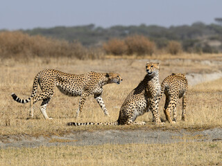 Two cheetah siblings with their mother sitting on dry grass in savannah of Tanzania