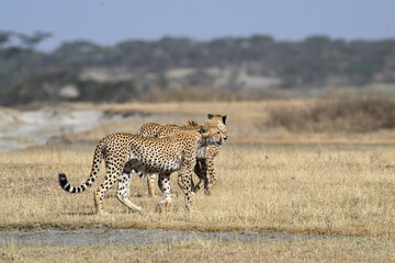 Cheetah siblings standing on dry grass in savannah of Tanzania