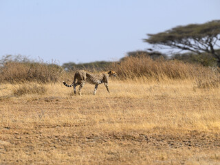Naklejka na ściany i meble Cheetah walking on dry grass in Savannah of Tanzania