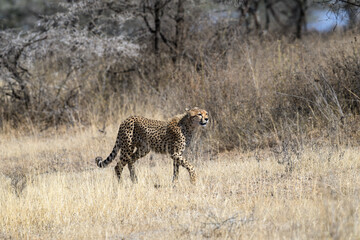 Cheetah walking on dry grass in Savannah of Tanzania