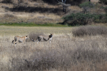 Fototapeta premium Two cheetah siblings walking in savannah of Tanzania