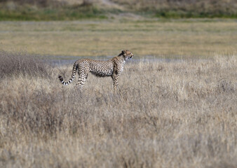 Naklejka na ściany i meble Cheetah standing on dry grass in savannah of Tanzania