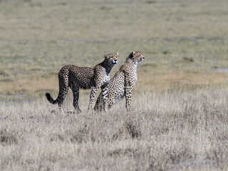 Two cheetah siblings standing on dry grass in savannah of Tanzania