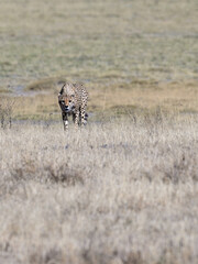 Cheetah standing on dry grass in Savannah of Tanzania