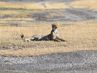 Cheetah lying down on dry grass in Savannah of Tanzania