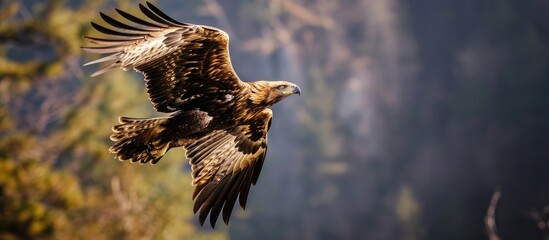 Eagle flying