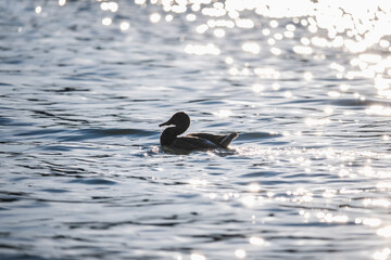 A duck swims in a river illuminated by the setting sun
