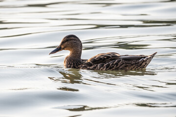 A duck swims in a river illuminated by the setting sun