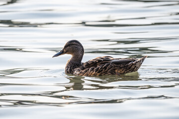 A duck swims in a river illuminated by the setting sun