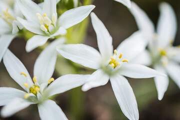 Beautiful flower garden star-of-bethlehem in bloom