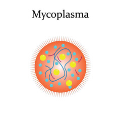 Mycoplasma bacteria diagram. Mycoplasma anatomy. Vector illustration.