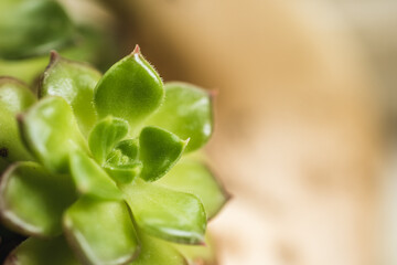 A close-up shot of a small houseleek plant