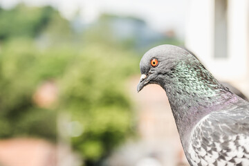 Close-up portrait of common pigeon with blurred background behind