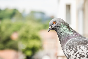 Close-up portrait of common pigeon with blurred background behind