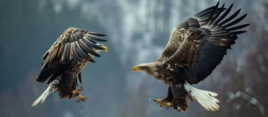  White tailed eagles in Poland engage in aerial karate, the national bird. © AkuAku