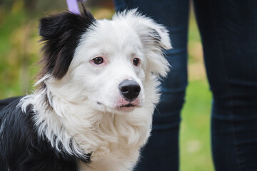 Portrait of a beautiful border collie