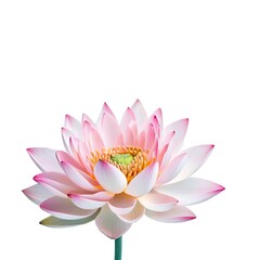 Pink water lily isolated on white