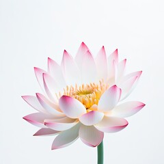 Pink water lily isolated on white