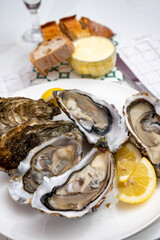 Fresh big french, dutch, pacific or japanese oysters molluscs, size number 1, served with fresh lemon, raw sea food