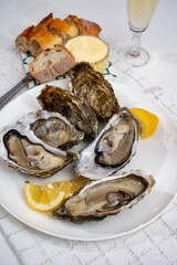 Fresh big french, dutch, pacific or japanese oysters molluscs, size number 1, served with fresh lemon, raw sea food