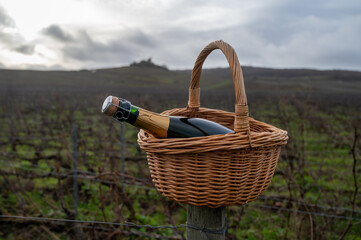 Bottle of Champagne wine in basket on Champagne grand cru vineyards near Verzenay, grape vines...