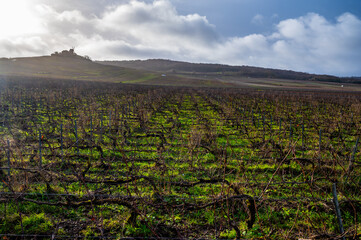 Winter time on Champagne grand cru vineyards near Verzenay and Mailly, rows of old grape vines without leave, green grass, wine making in France