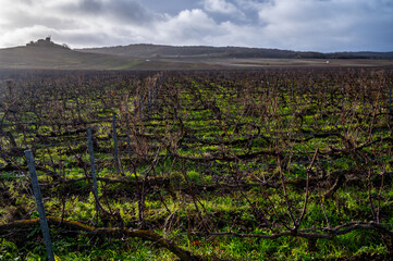 Winter time on Champagne grand cru vineyards near Verzenay and Mailly, rows of old grape vines...