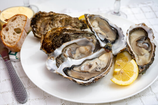 Fresh big french, dutch, pacific or japanese oysters molluscs, size number 1, served with fresh lemon, raw sea food