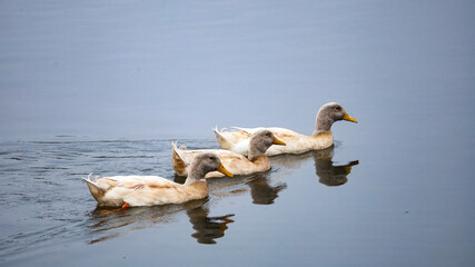 Geese swimming on the lake