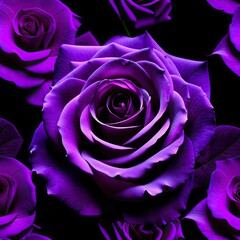 Dark violet rose isolated on dark background