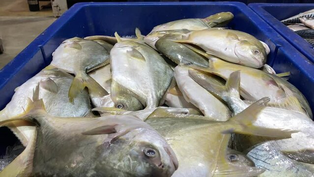 pompano fish at a seafood market
