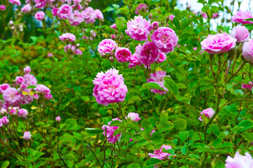 Pink Flowers of a Rambling Rose growing in a Garden. - obrazy, fototapety, plakaty
