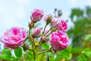 Pink rose flowers stems  and new buds covered with aphids  Macrosiphum rosae, the rose aphid.