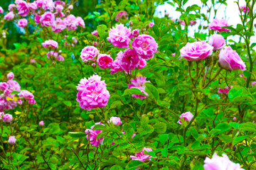 Pink Flowers of a Rambling Rose growing in a Garden. - obrazy, fototapety, plakaty
