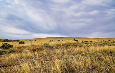 Vast grassland under the open sky in South Australia.