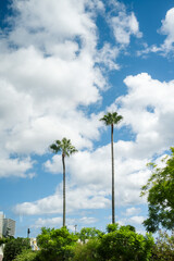 南国のようなヤシの木と青い空と白い雲
